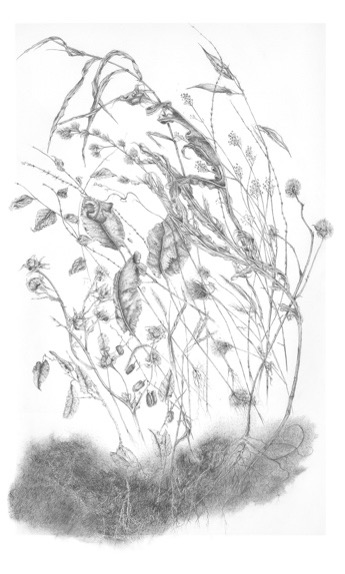 Lois Peterson: "Beneath the Fields" Lois Peterson: "Beneath the Fields"