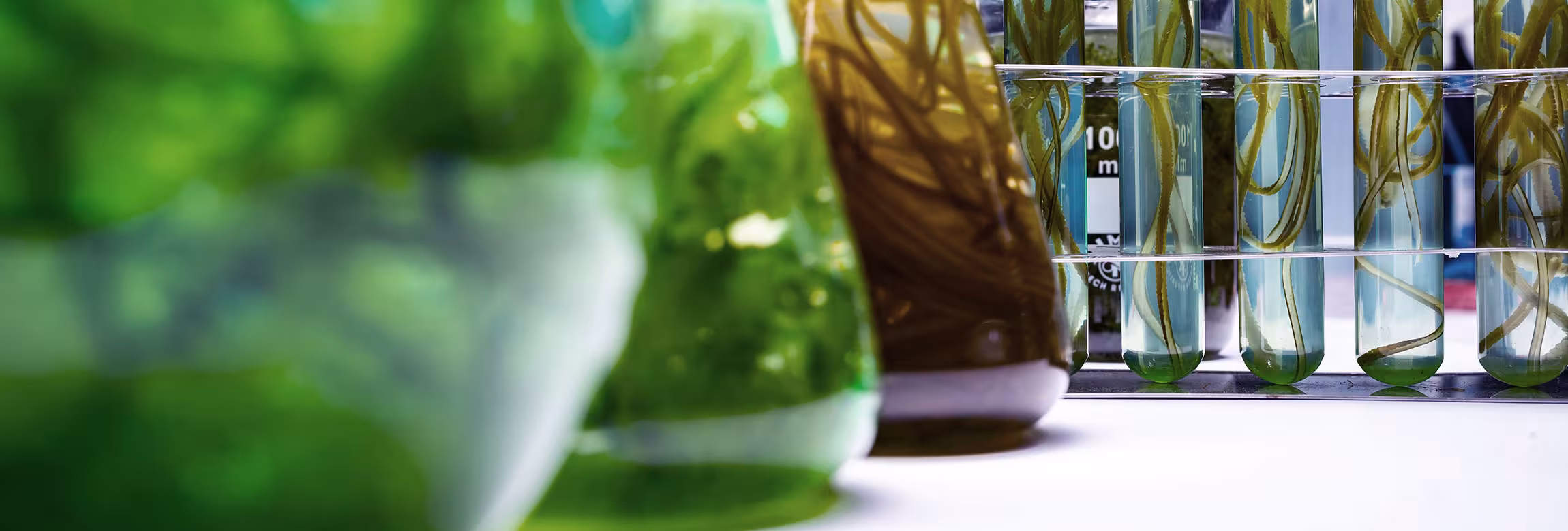 Beakers and test tubes with biochem samples