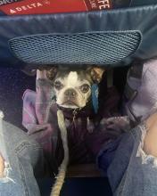 ServiceDog.jpg ServiceDog.jpg